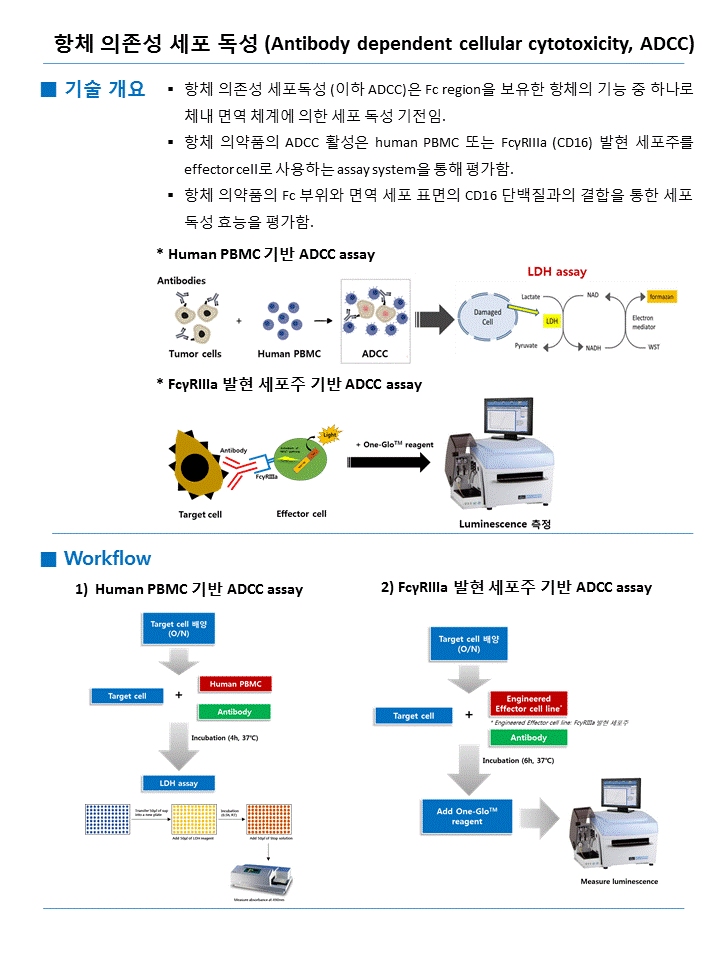 항체 의존성 세포 독성 Antibody Dependent Cellular Cytotoxicity, Adcc 기술 